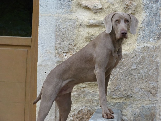 Des Elfes Gris De Fondcombe - Lascar des Elfes Gris de Fondcombe