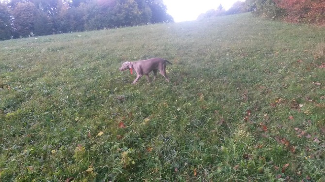 Des Elfes Gris De Fondcombe - Premier pas à la chasse pour Lady des Elfes Gris de Fondcombe