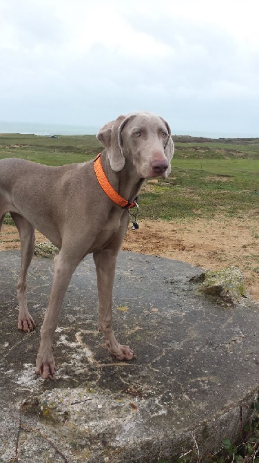 Lynsay des Elfes Gris de fondcombe