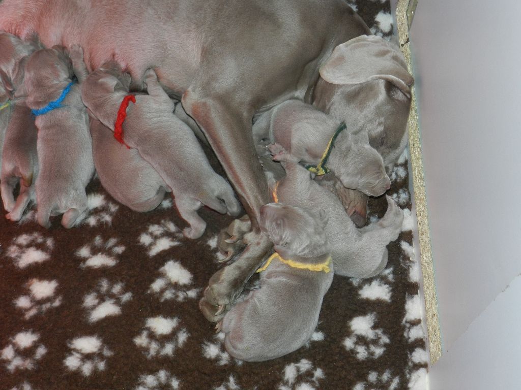 Des Elfes Gris De Fondcombe - Réservations des chiots