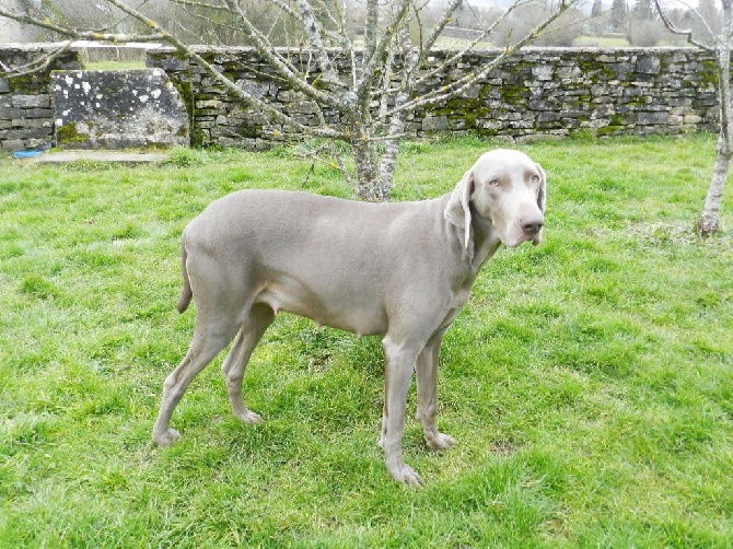 Des Elfes Gris De Fondcombe - Harwen gestante