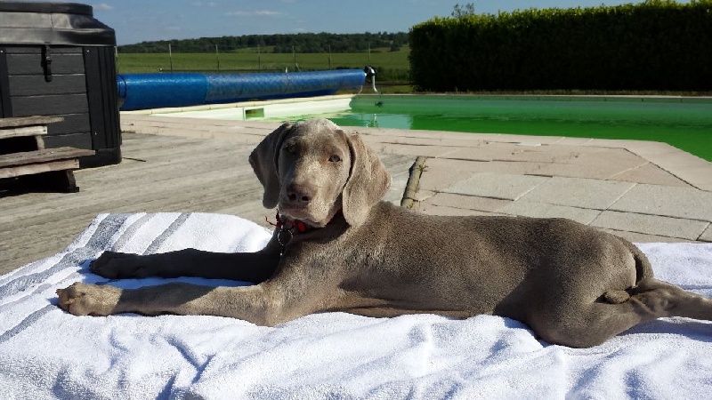 Luna des Elfes Gris de Fondcombe